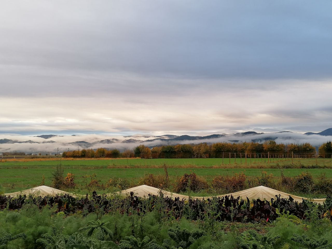 Wir suchen Flächen für unsere solidarische Landwirtschaft