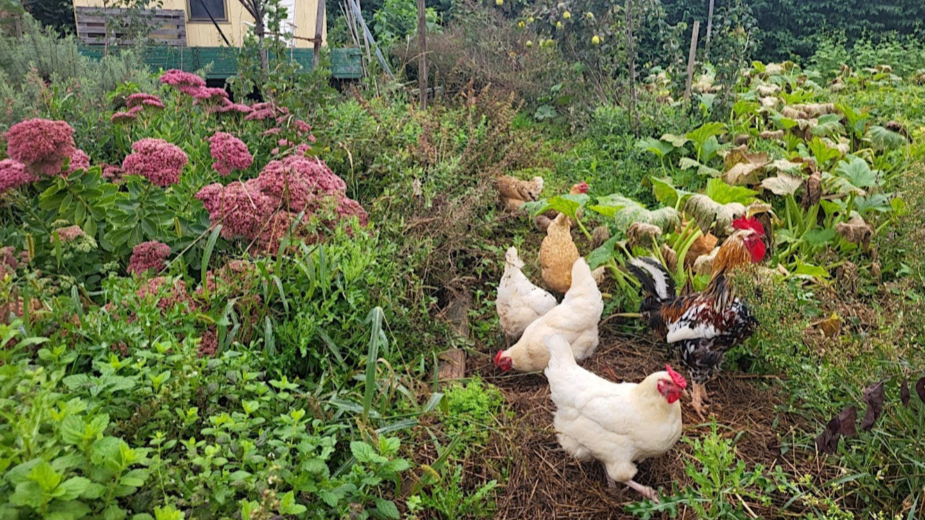 Hühner zwischen Pflanzen - Bauerngarten - Kleinsthof